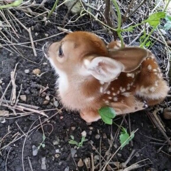 Hi im ang UwU - Picture 1 of 4